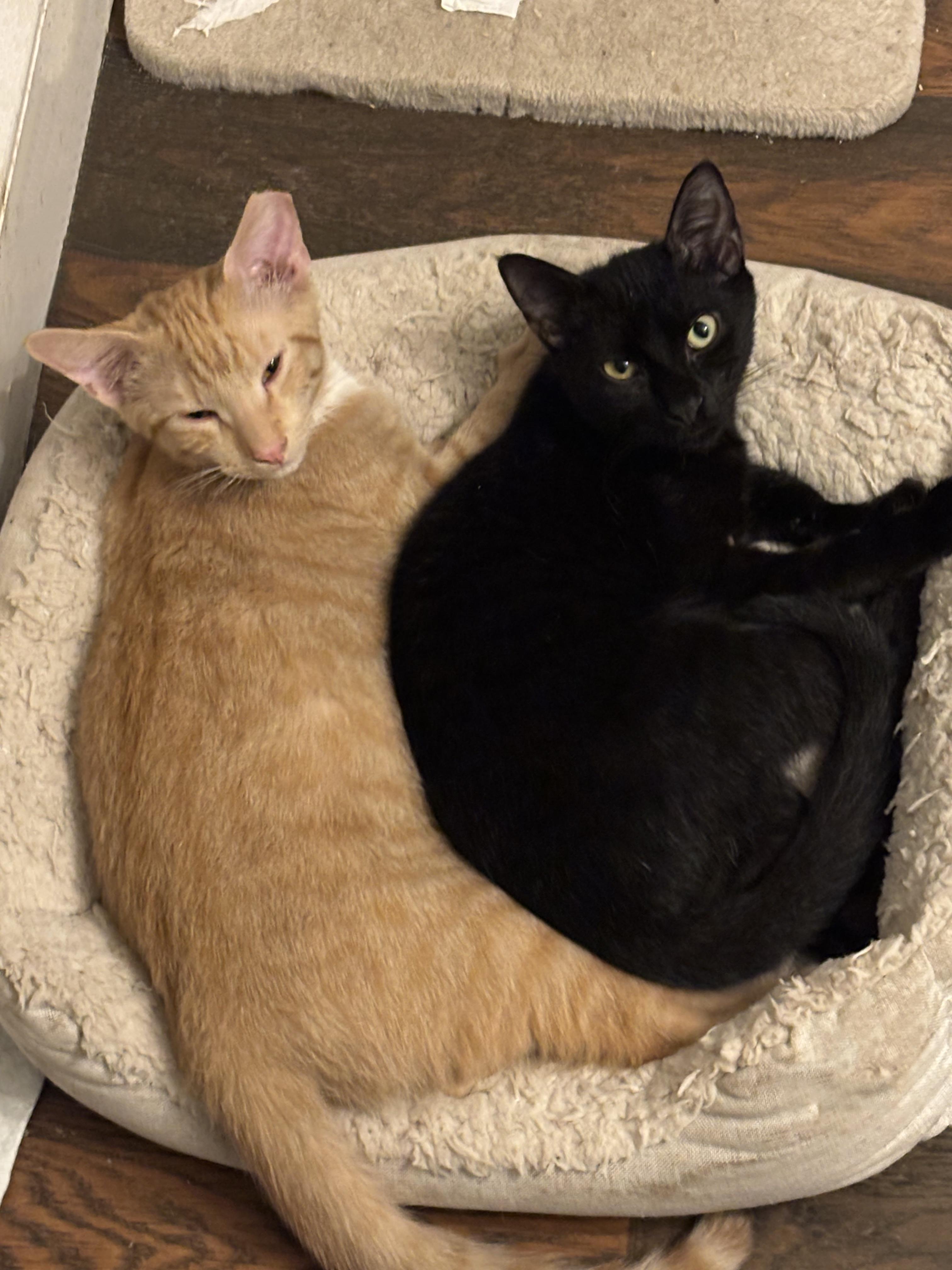 Enlarge Hendryx, a Adoptable Domestic Short Hair in Statesboro, GA image 4/4