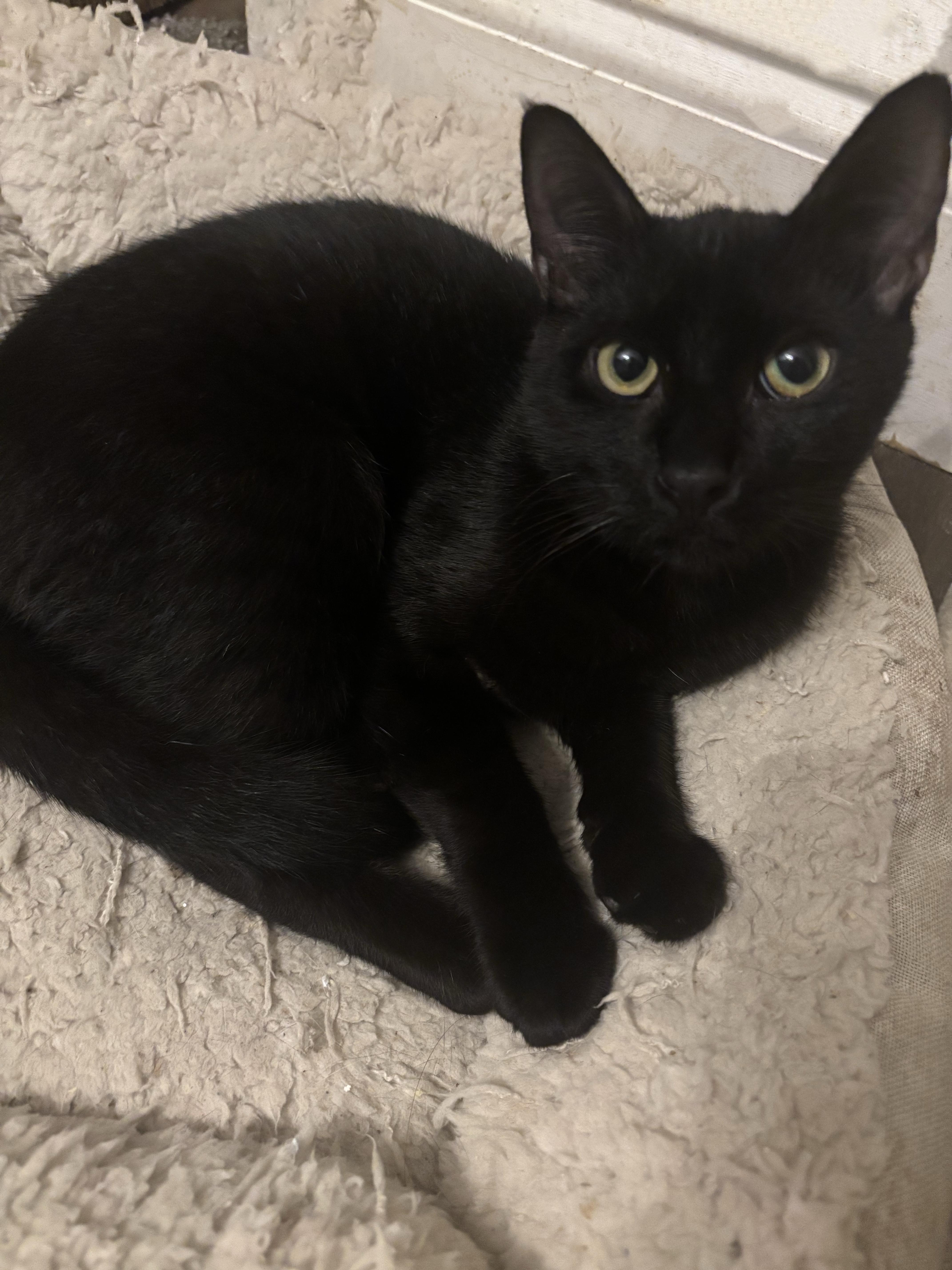 Enlarge Hendryx, a Adoptable Domestic Short Hair in Statesboro, GA image 1/4