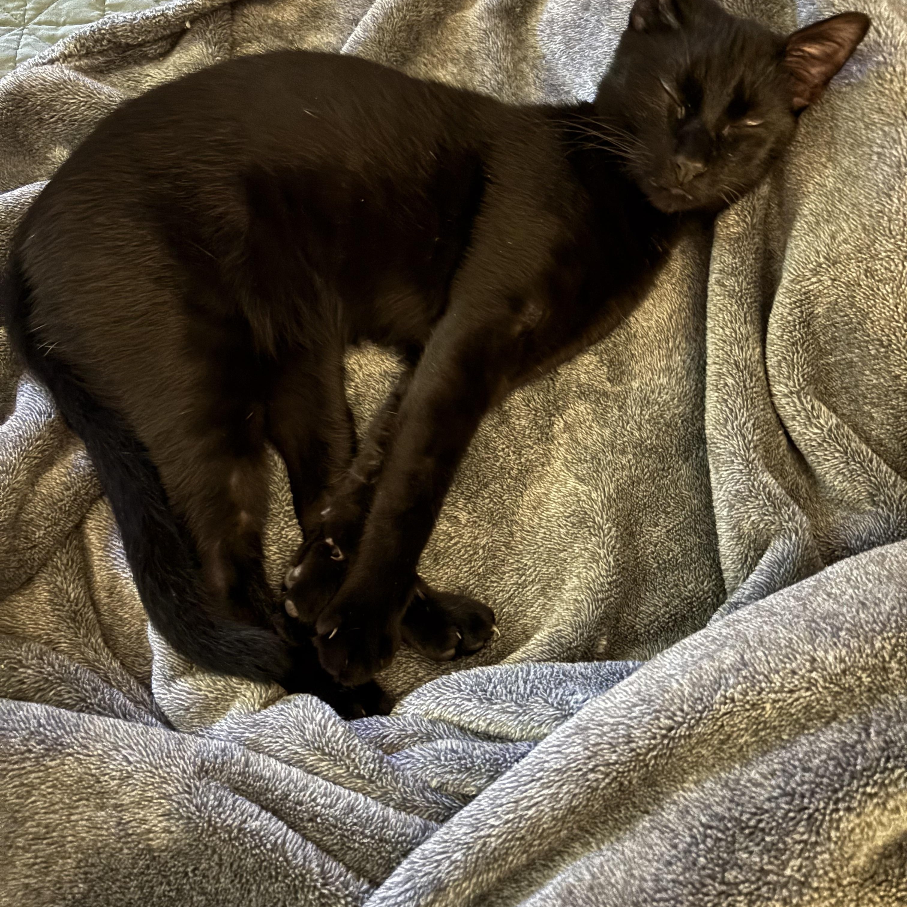 Enlarge Hendryx, a Adoptable Domestic Short Hair in Statesboro, GA image 2/4