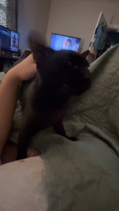 Enlarge Hendryx, a Adoptable Domestic Short Hair in Statesboro, GA video 3/4