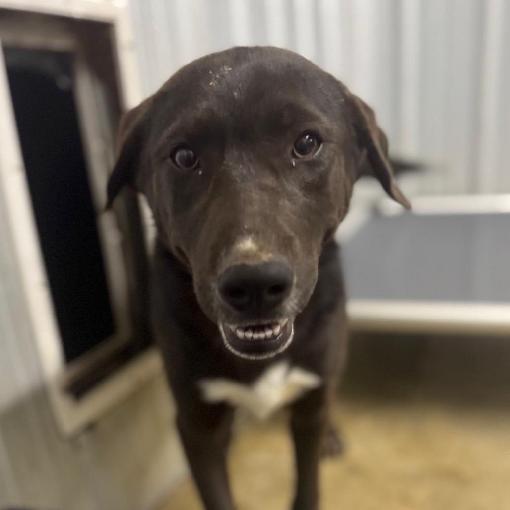 Gloria, Adoptable, Young Female Black Labrador Retriever.