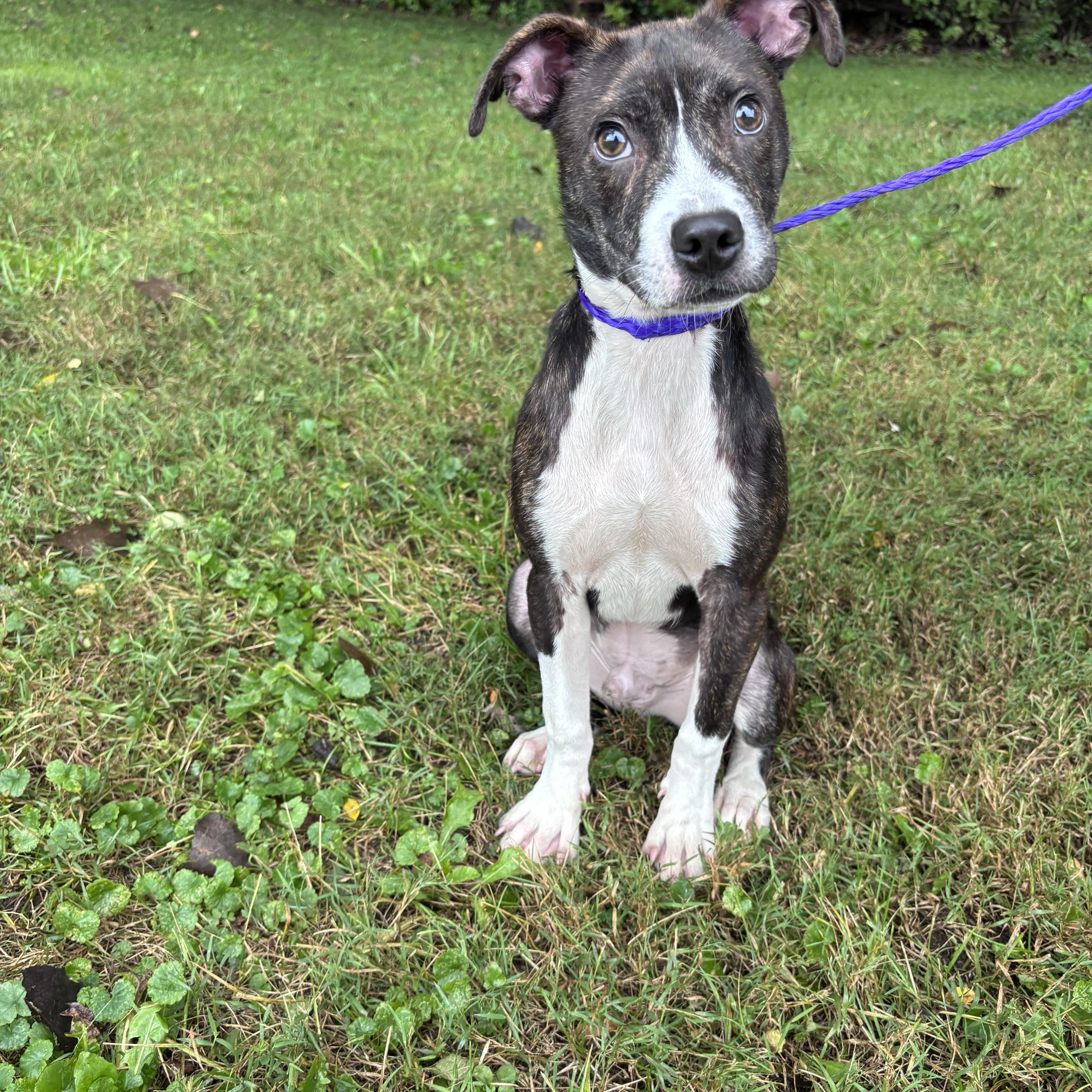 Crash, Adoptable, Puppy Male Pit Bull Terrier.