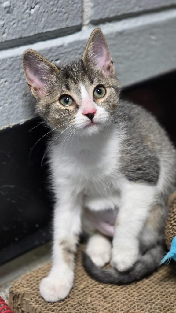 Enlarge Magnolia, a Adoptable mixed breed in Huntington, IN image 1/1