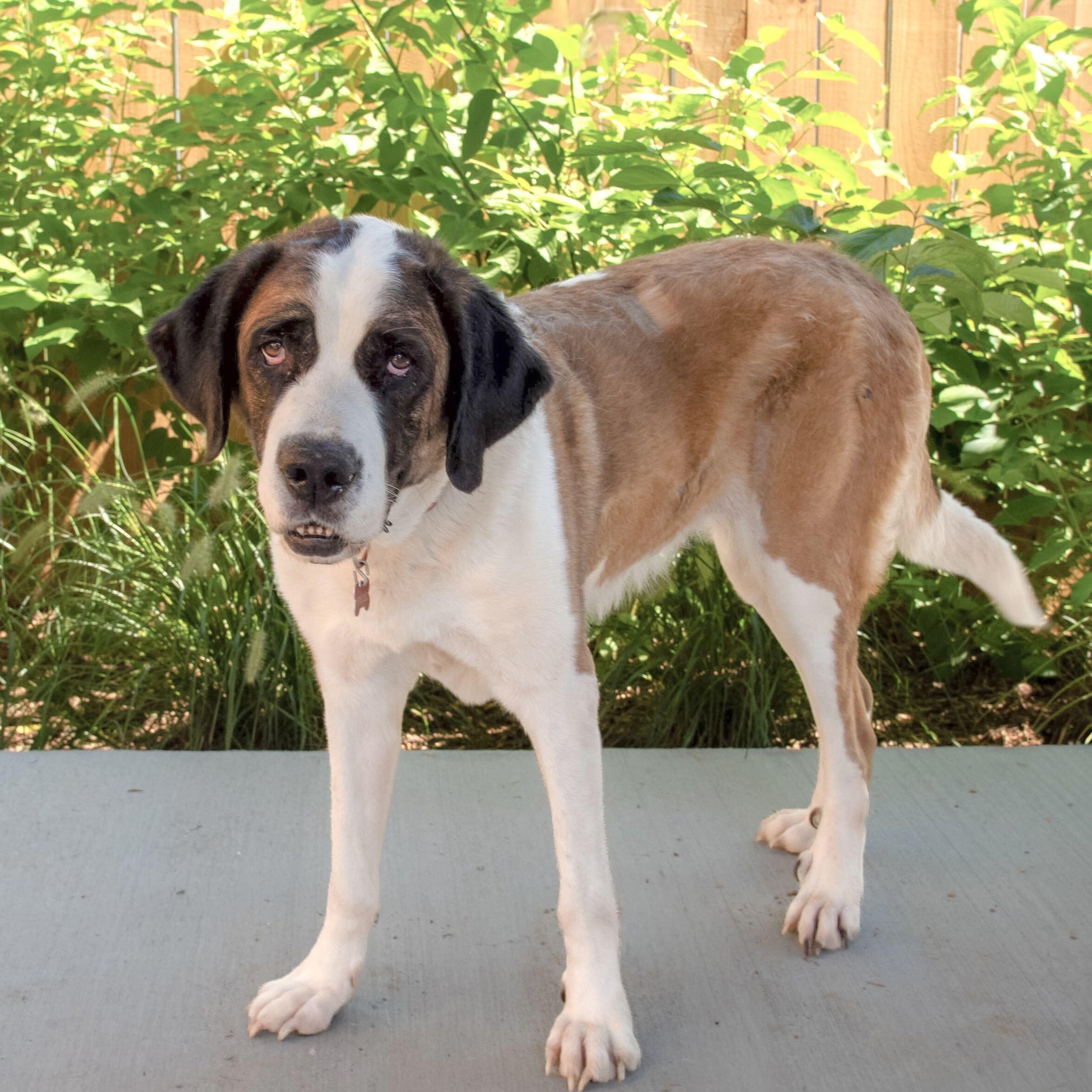 Enlarge Nylee, a Adoptable Saint Bernard in Chattanooga, TN image 2/2