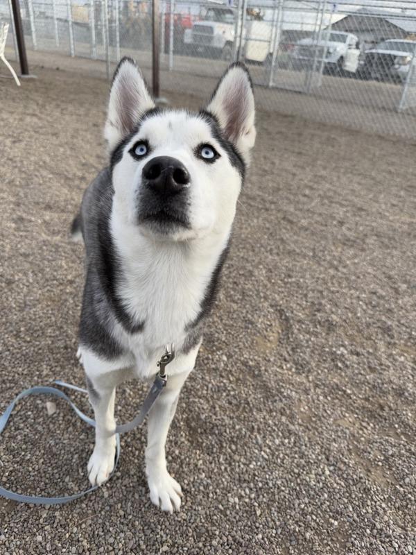 Astra, Adoptable, Young Female Mixed Breed.