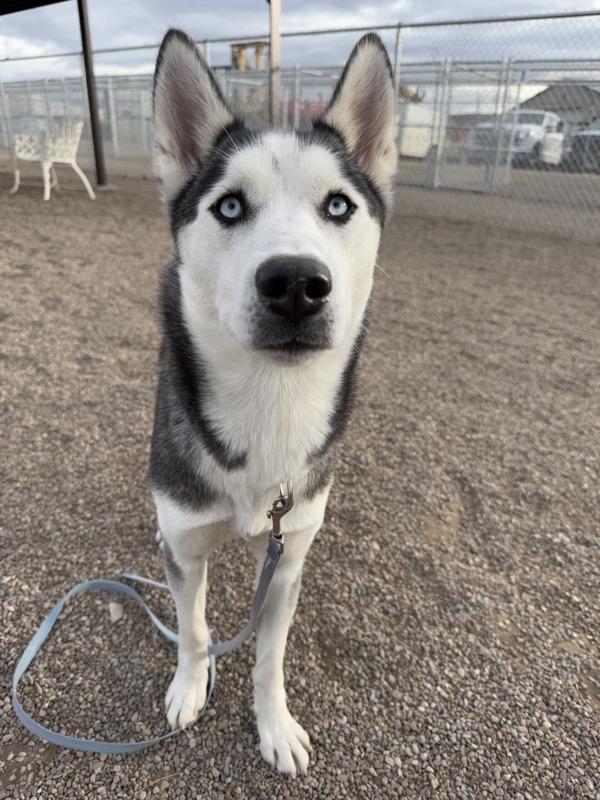 Enlarge Astra, a Adoptable mixed breed in Great Falls, MT image 3/4