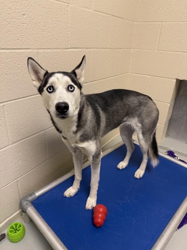 Enlarge Astra, a Adoptable mixed breed in Great Falls, MT image 4/4