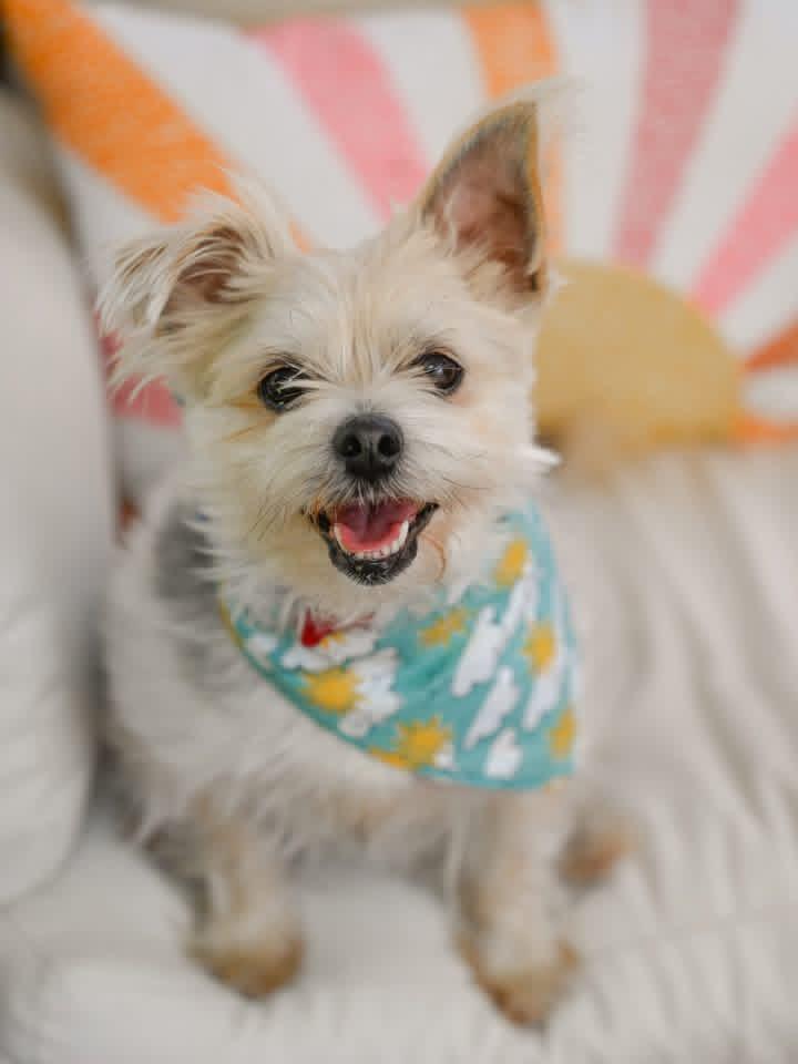 Yodel, adoptable, Adult Male Yorkshire Terrier.