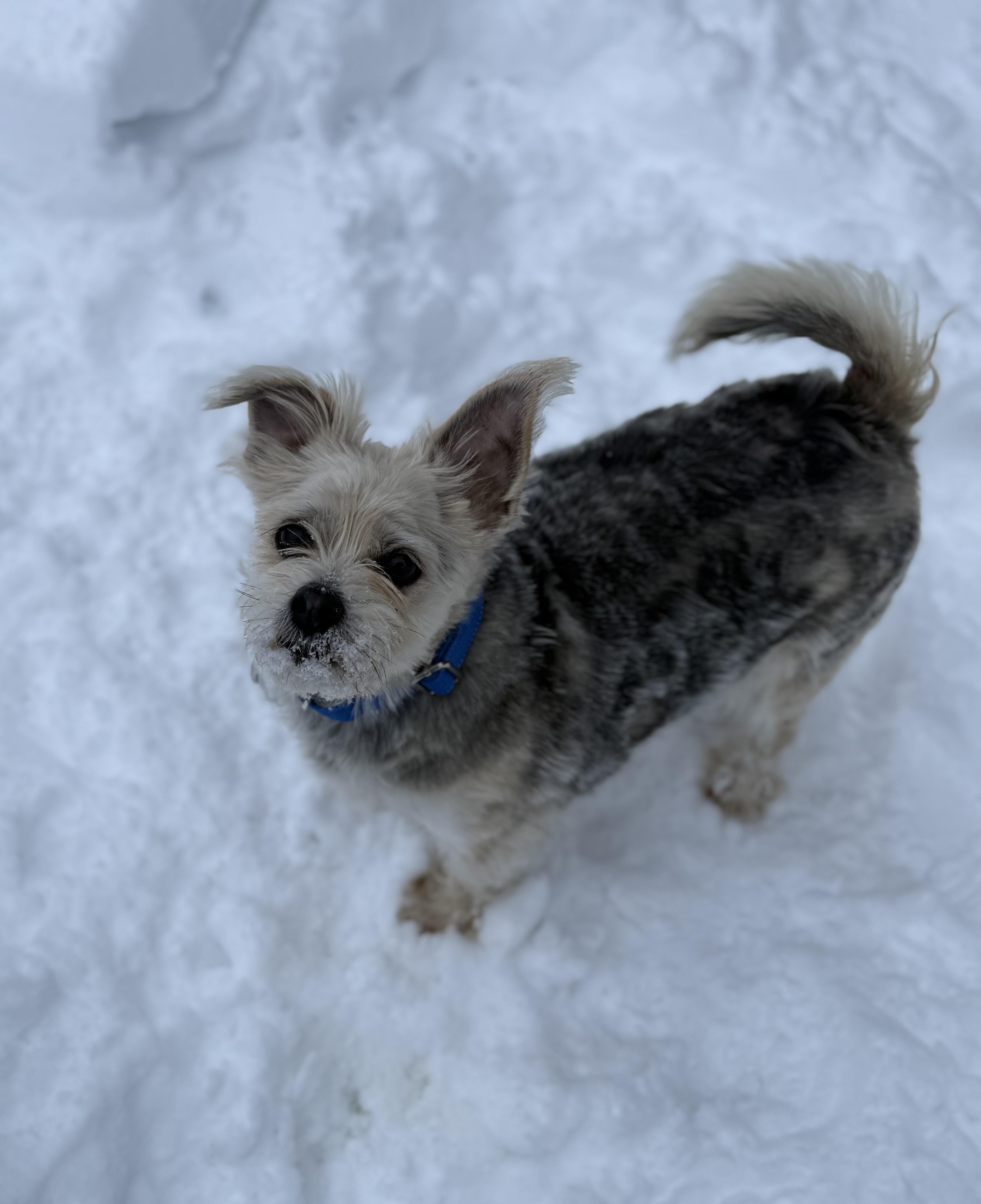 Enlarge Yodel, an adoptable mixed breed in Cherry Valley, MA image 4/4