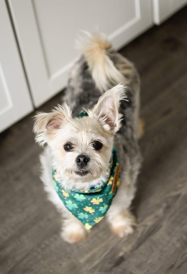 Enlarge Yodel, an adoptable mixed breed in Cherry Valley, MA image 2/4