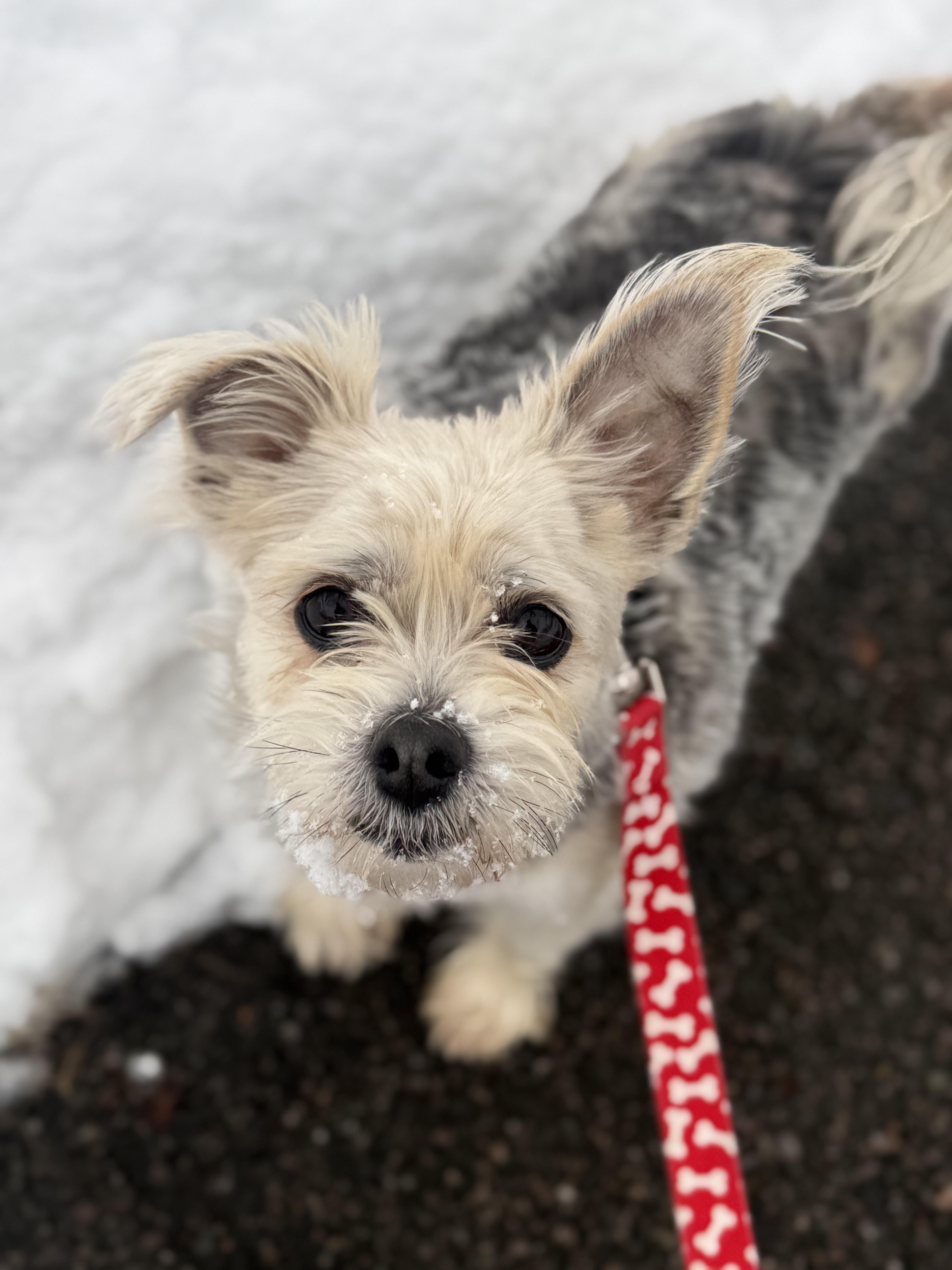 Enlarge Yodel, an adoptable mixed breed in Cherry Valley, MA image 3/4