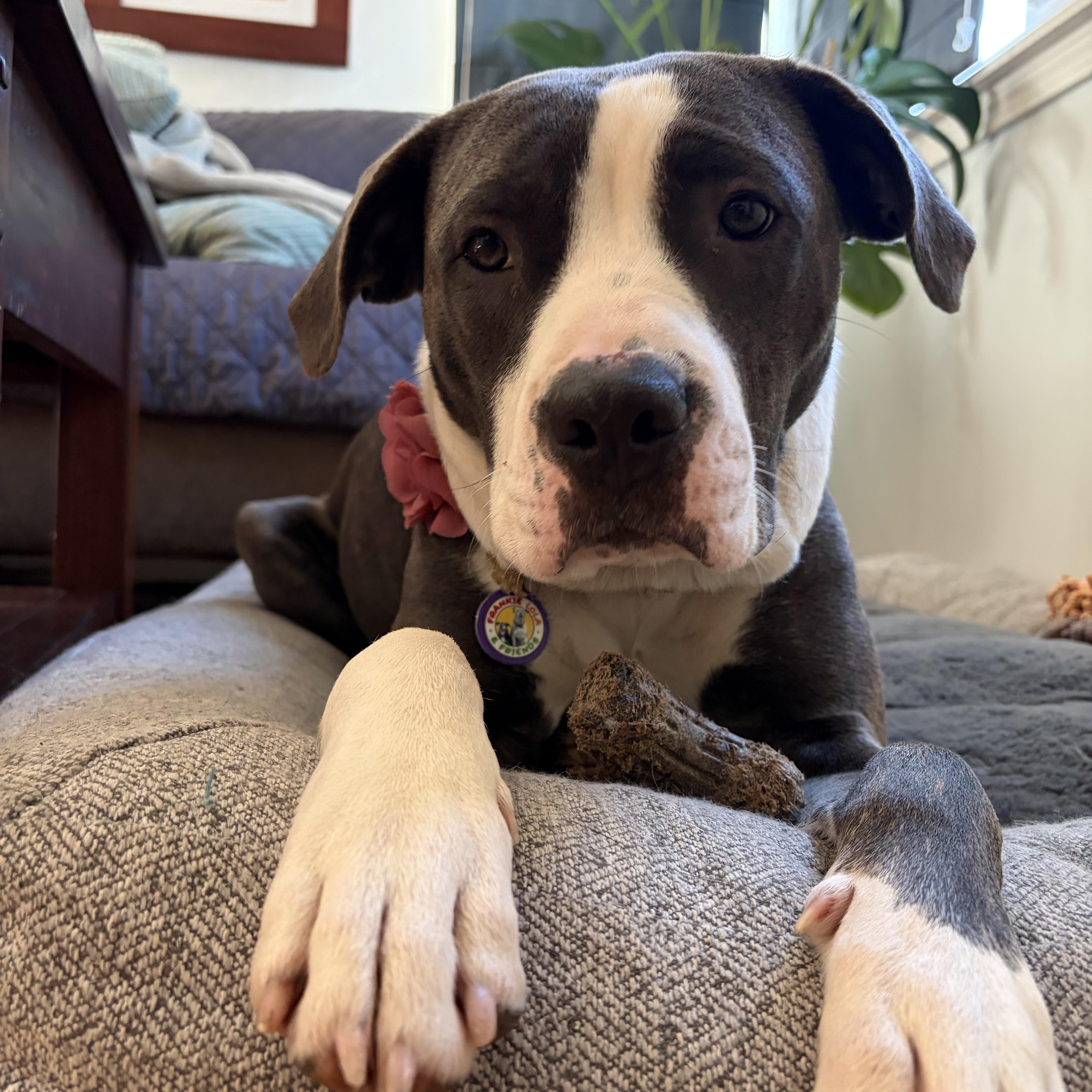 Sugar Plum, ADOPTABLE, Young Female Pit Bull Terrier.