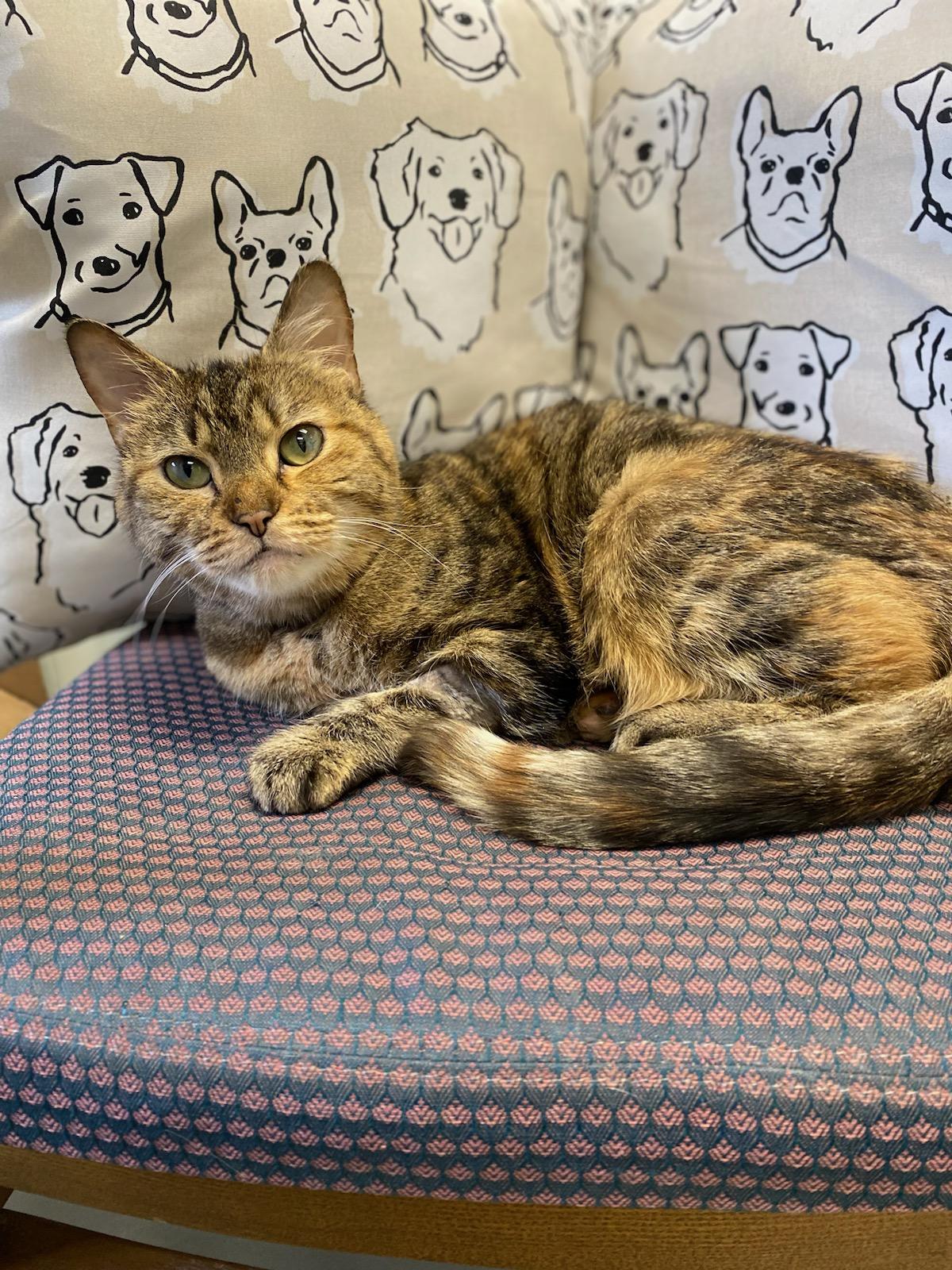 Misty, a ADOPTABLE Domestic Short Hair in Burgaw, NC image 1/5
