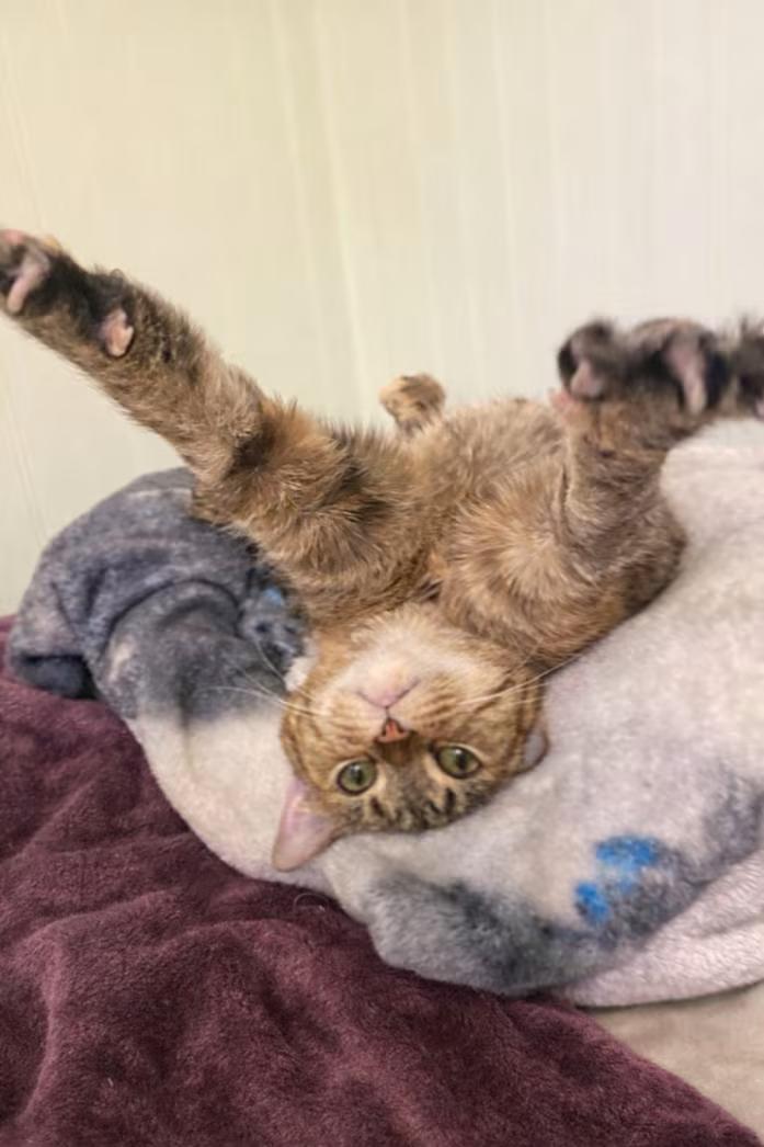 Misty, a ADOPTABLE Domestic Short Hair in Burgaw, NC image 3/5