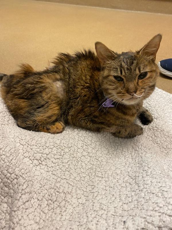 Misty, a ADOPTABLE Domestic Short Hair in Burgaw, NC image 4/5