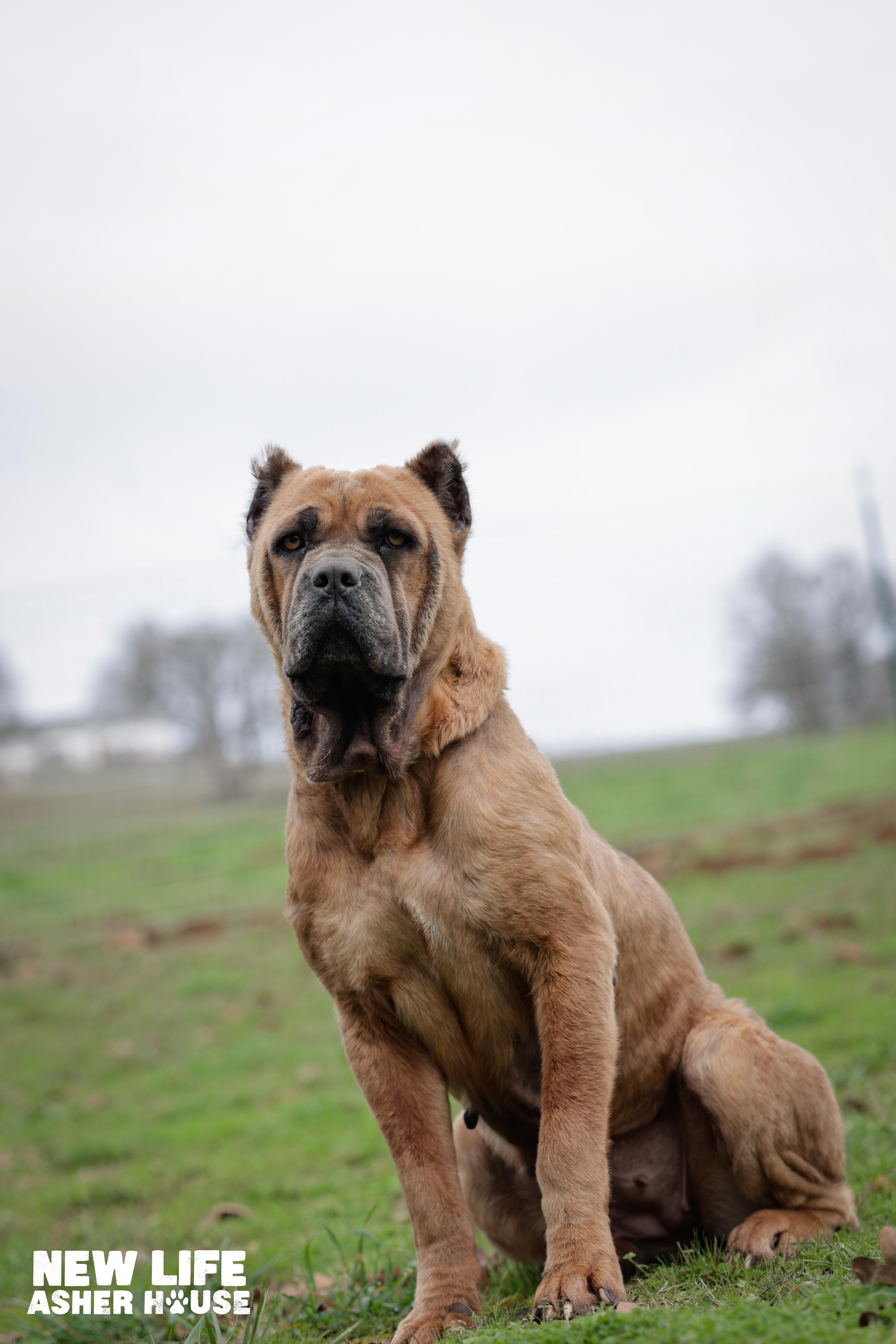 Enlarge Foxy, a ADOPTABLE Cane Corso in Portland, OR image 1/4