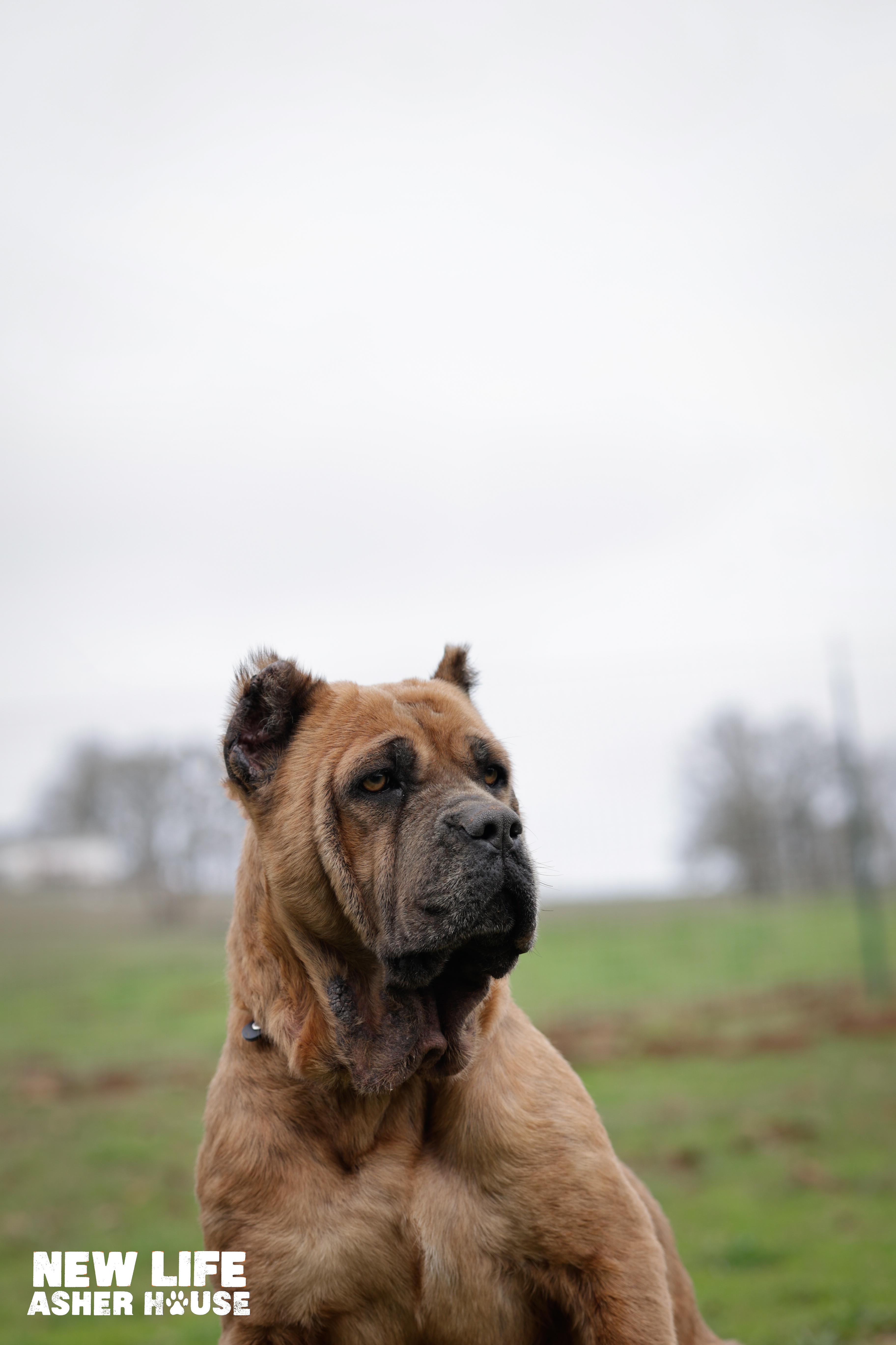 Enlarge Foxy, a ADOPTABLE Cane Corso in Portland, OR image 2/4