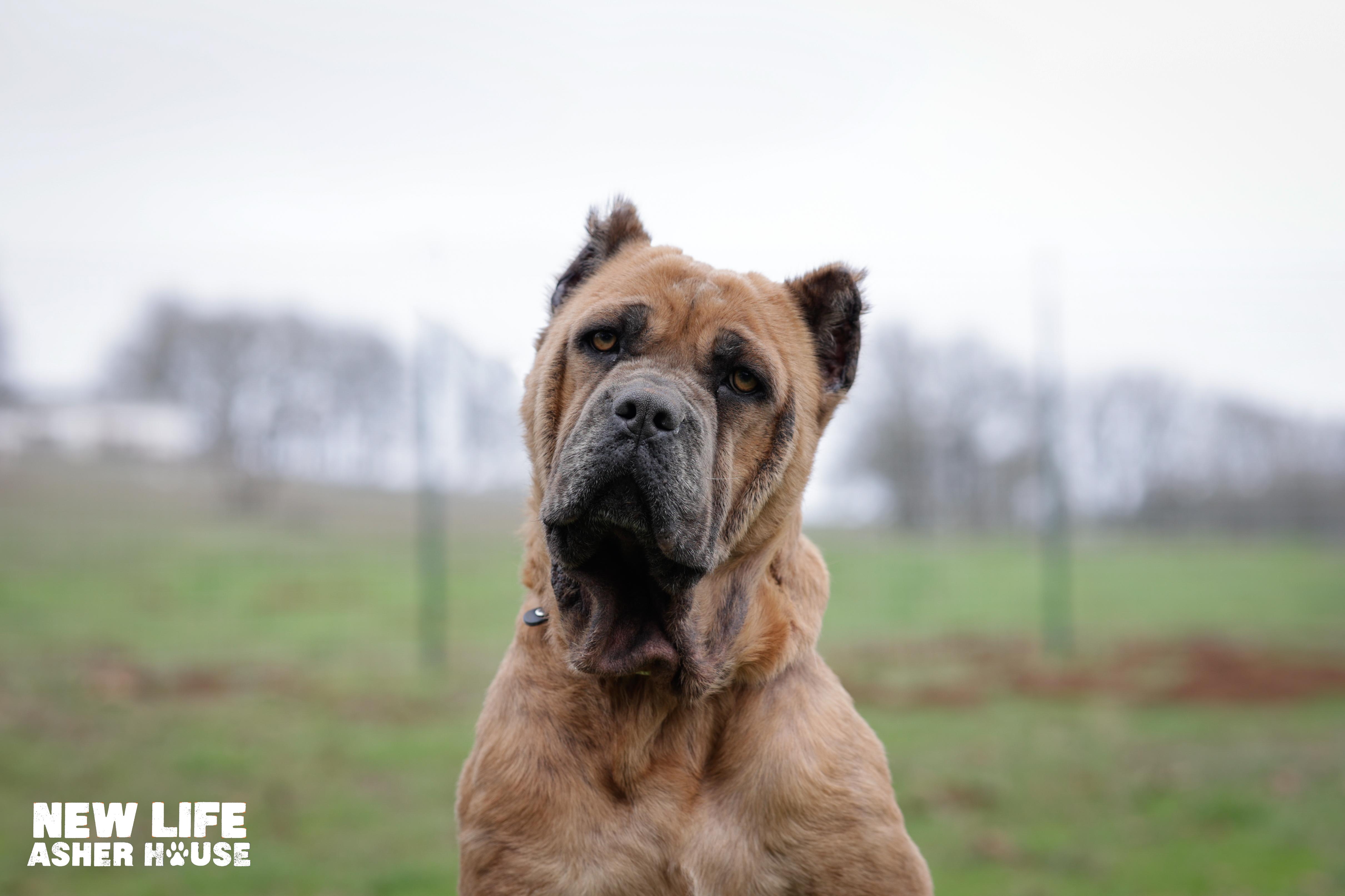 Enlarge Foxy, a ADOPTABLE Cane Corso in Portland, OR image 3/4