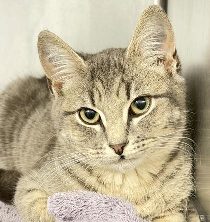 Enlarge Golden, a Adoptable mixed breed in Daytona Beach, FL image 1/1