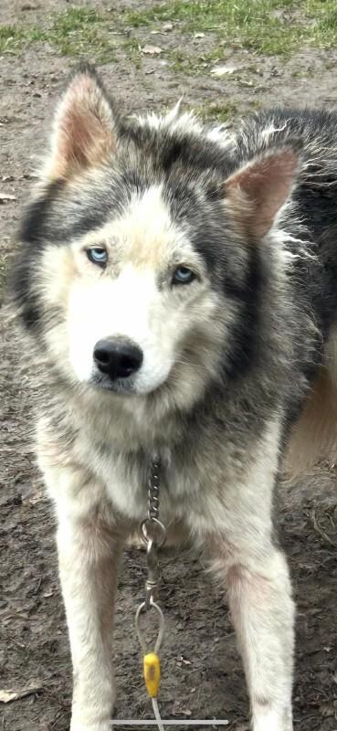 Gravy, Adoptable, Young Male Husky.