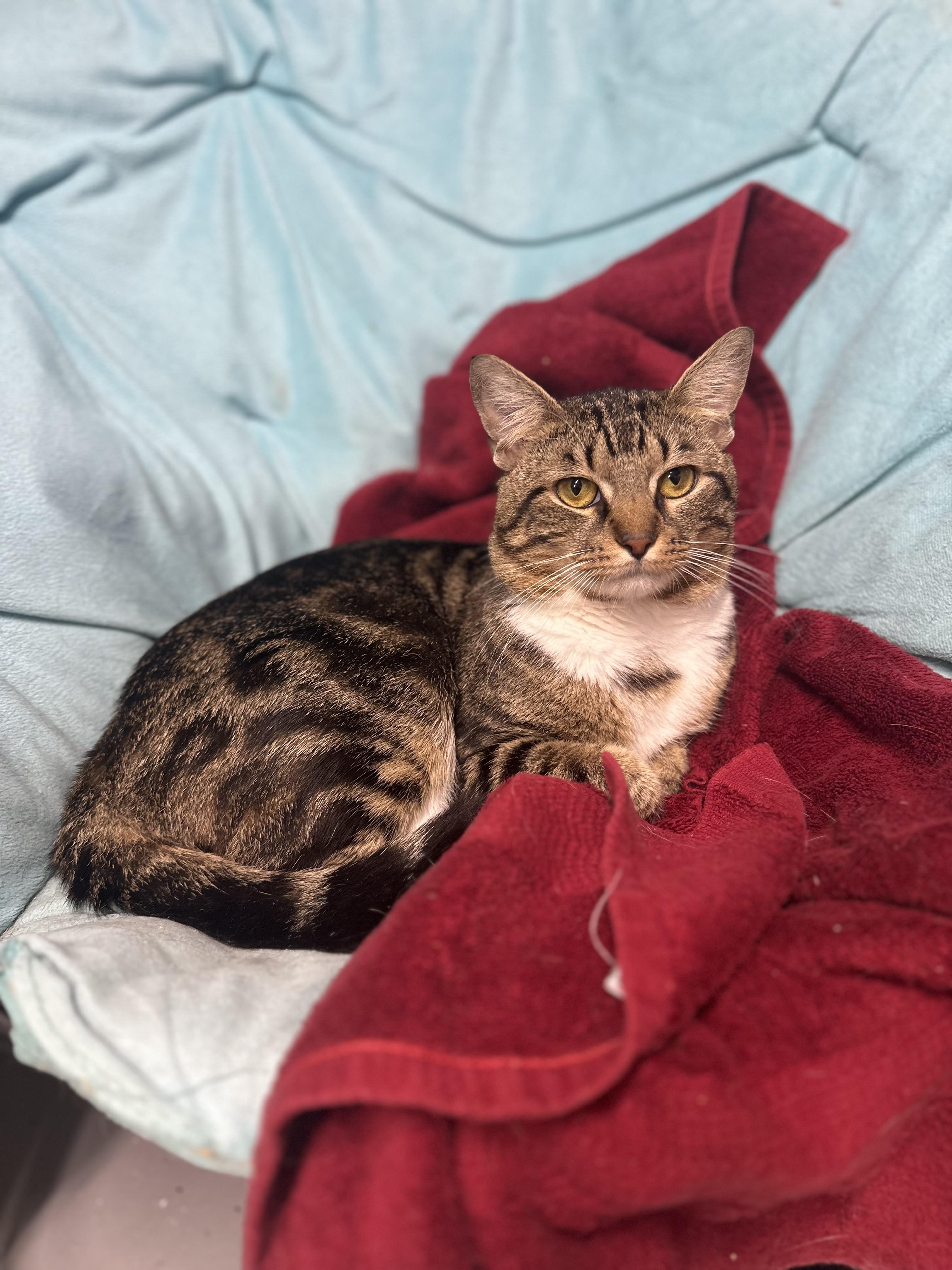Forest, Adoptable, Adult Male Domestic Short Hair.