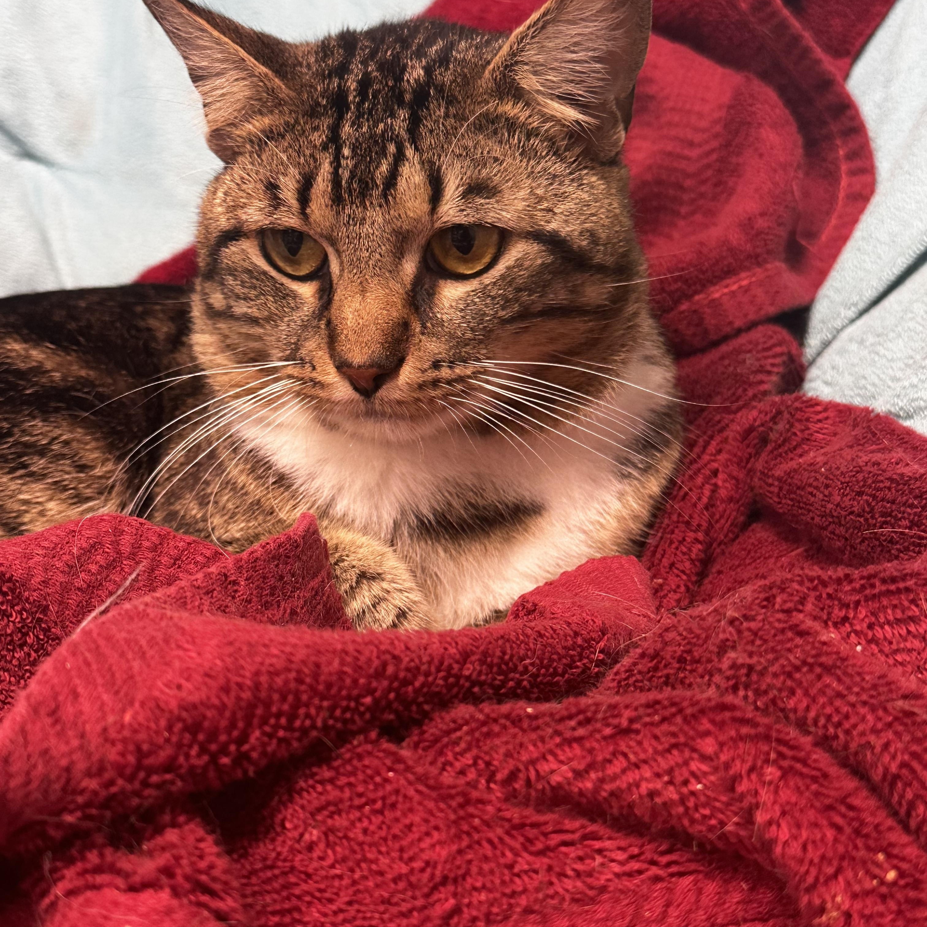 Enlarge Forest, a Adoptable Domestic Short Hair in North East, MD image 2/2