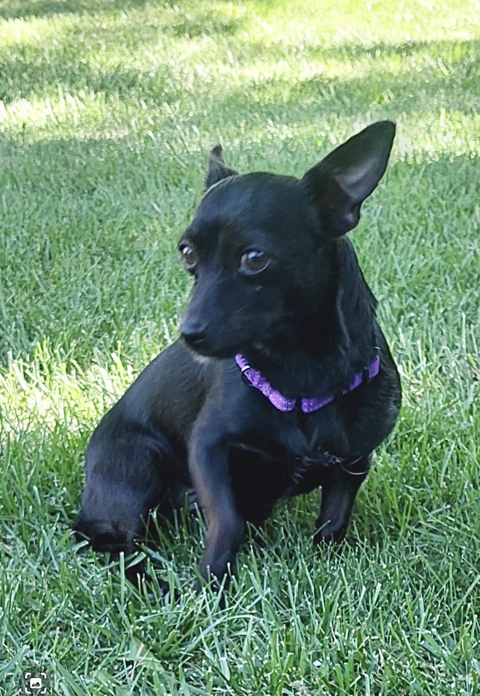 Tootie, Adoptable, Adult Female Chihuahua.