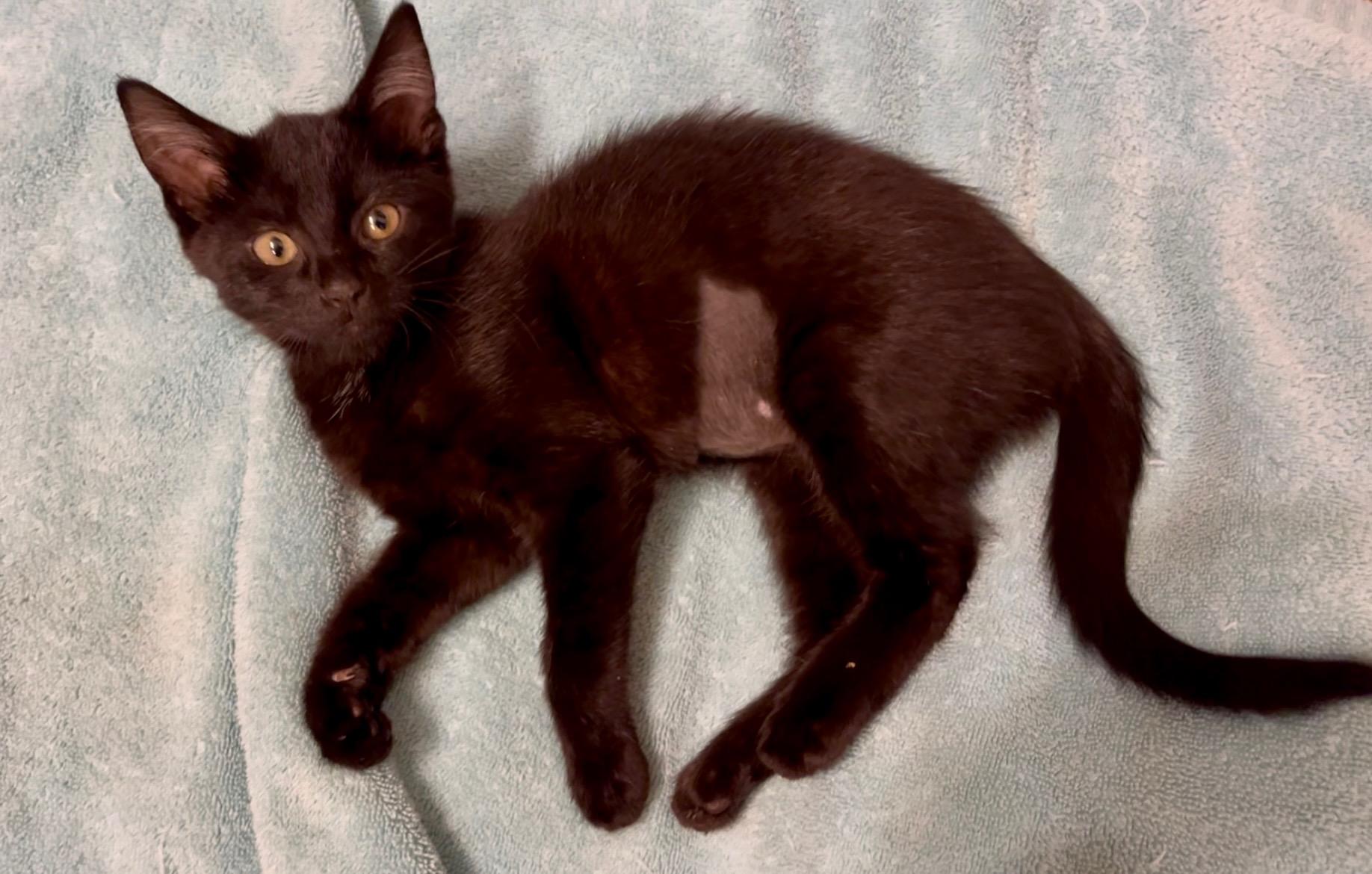 Rosie, ADOPTABLE, Kitten Female Domestic Short Hair.