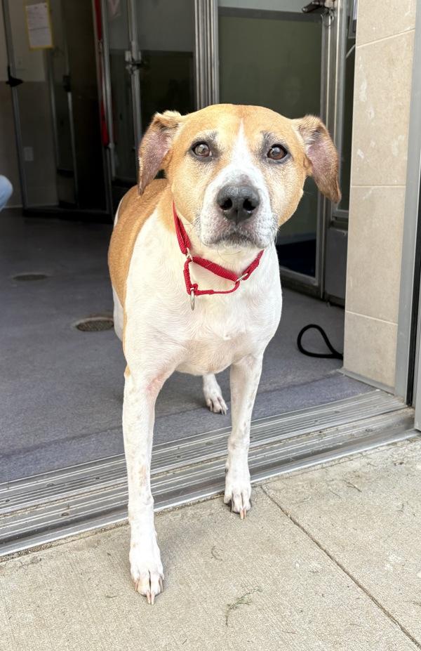 Balto, Adoptable, Adult Male American Foxhound.