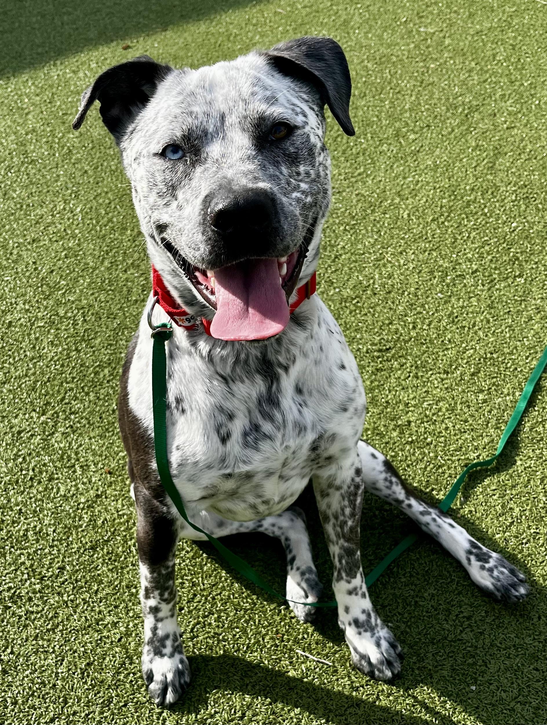 Enlarge Rue, a ADOPTABLE Catahoula Leopard Dog in Wenatchee, WA image 2/3