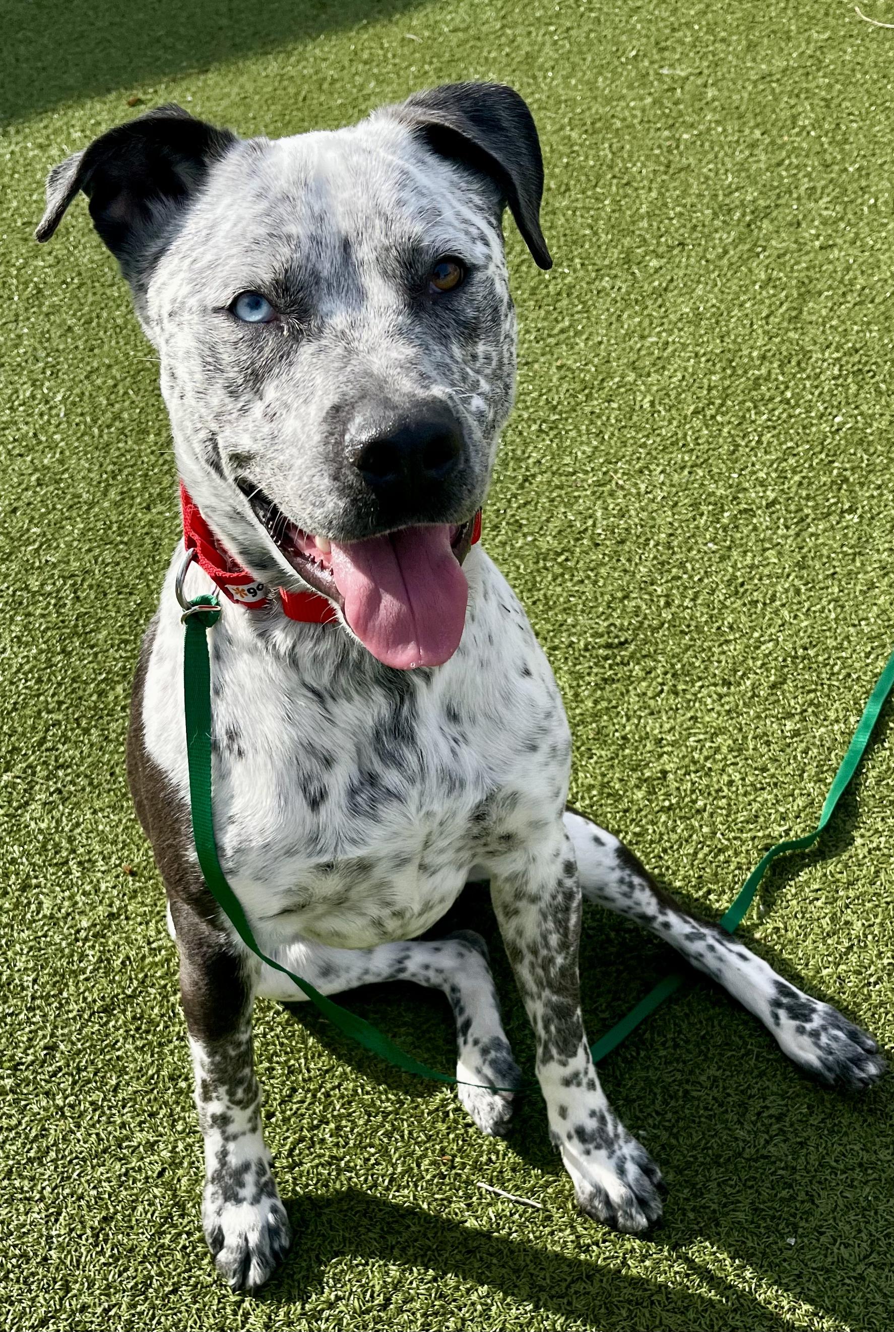 Enlarge Rue, a ADOPTABLE Catahoula Leopard Dog in Wenatchee, WA image 3/3