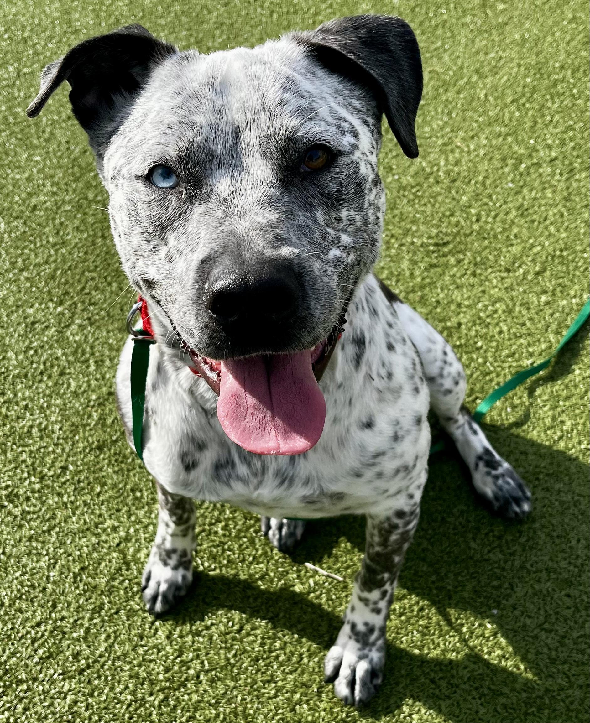 Enlarge Rue, a ADOPTABLE Catahoula Leopard Dog in Wenatchee, WA image 1/3