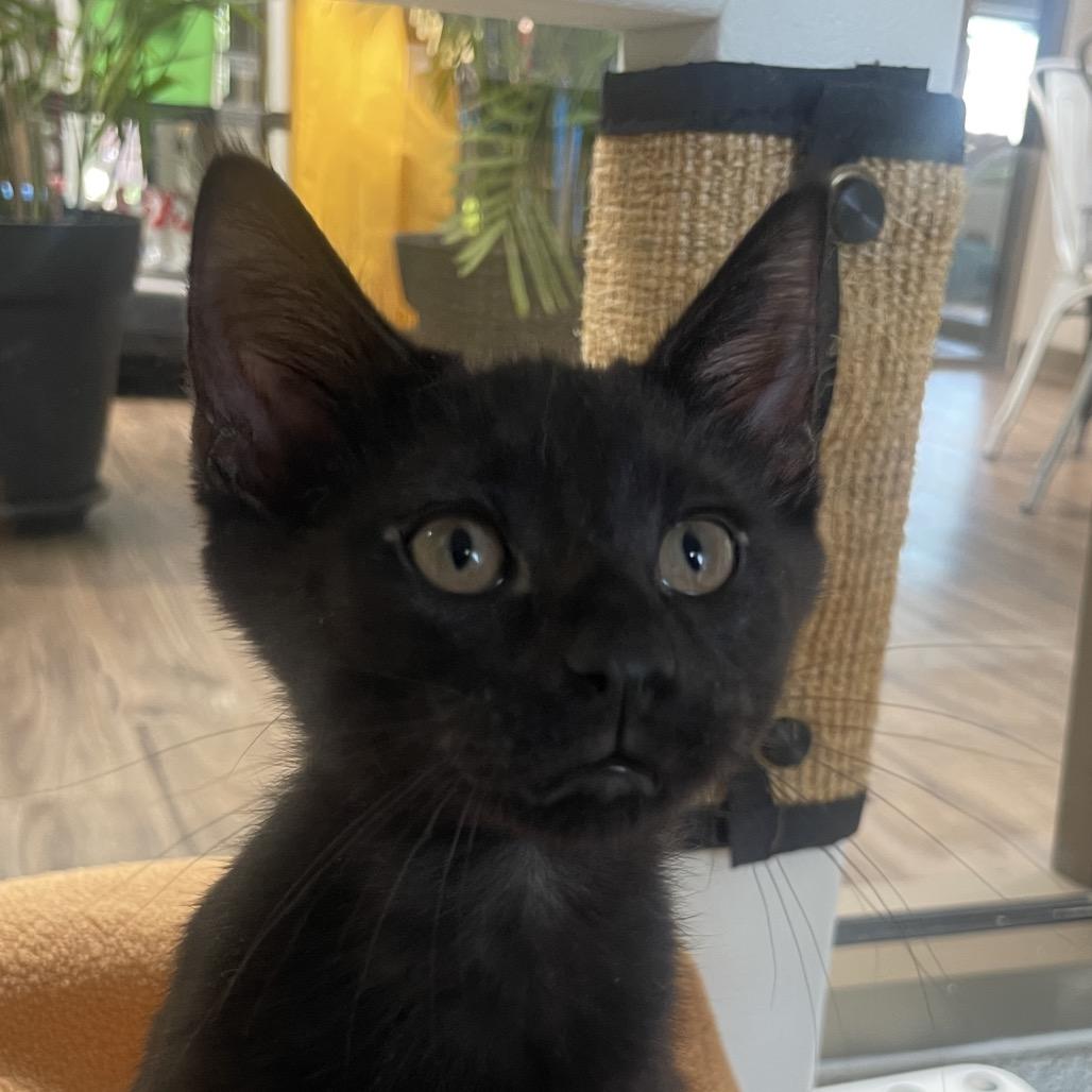 Kolsch, Adoptable, Kitten Male Domestic Short Hair.
