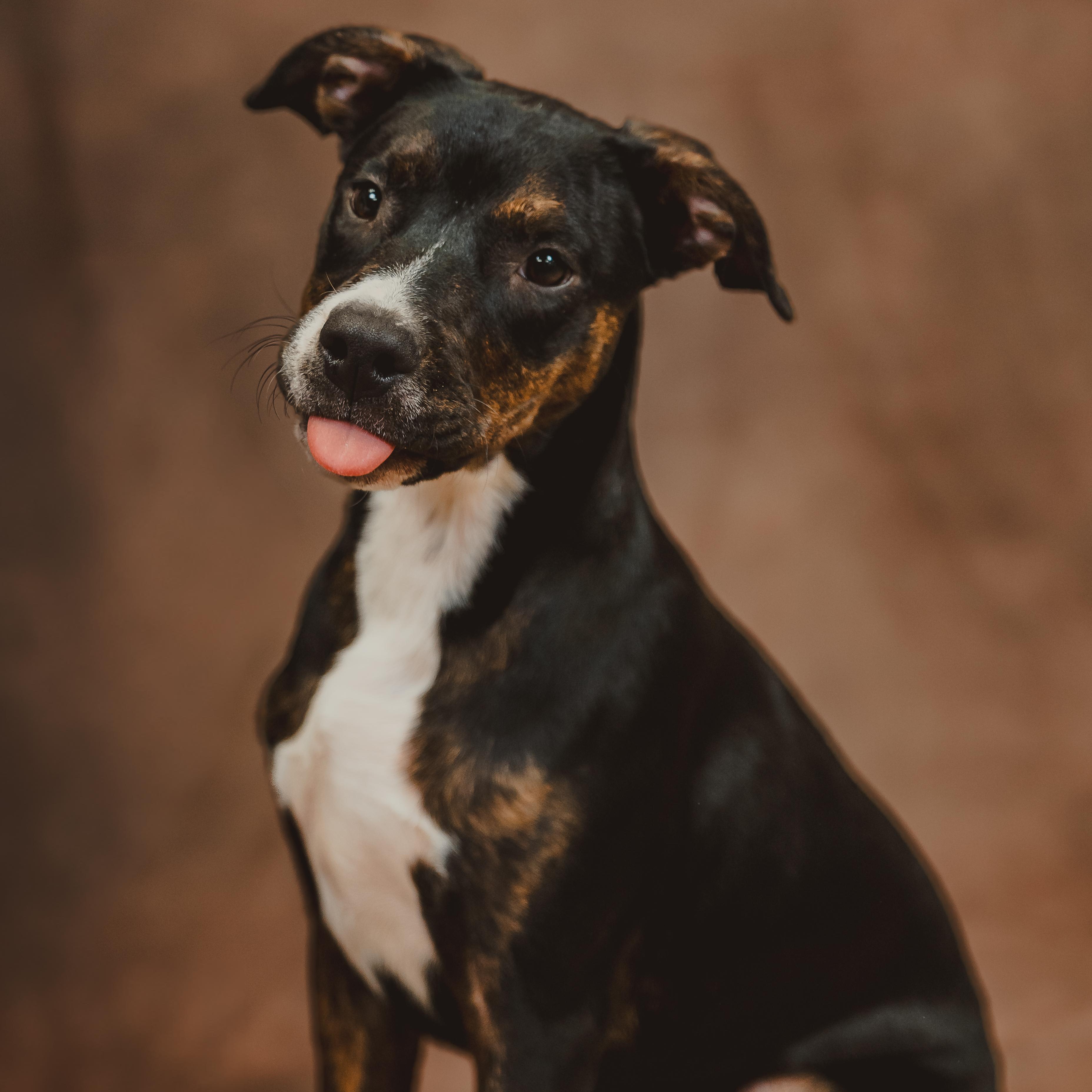 Nutmeg — thumbnail 4