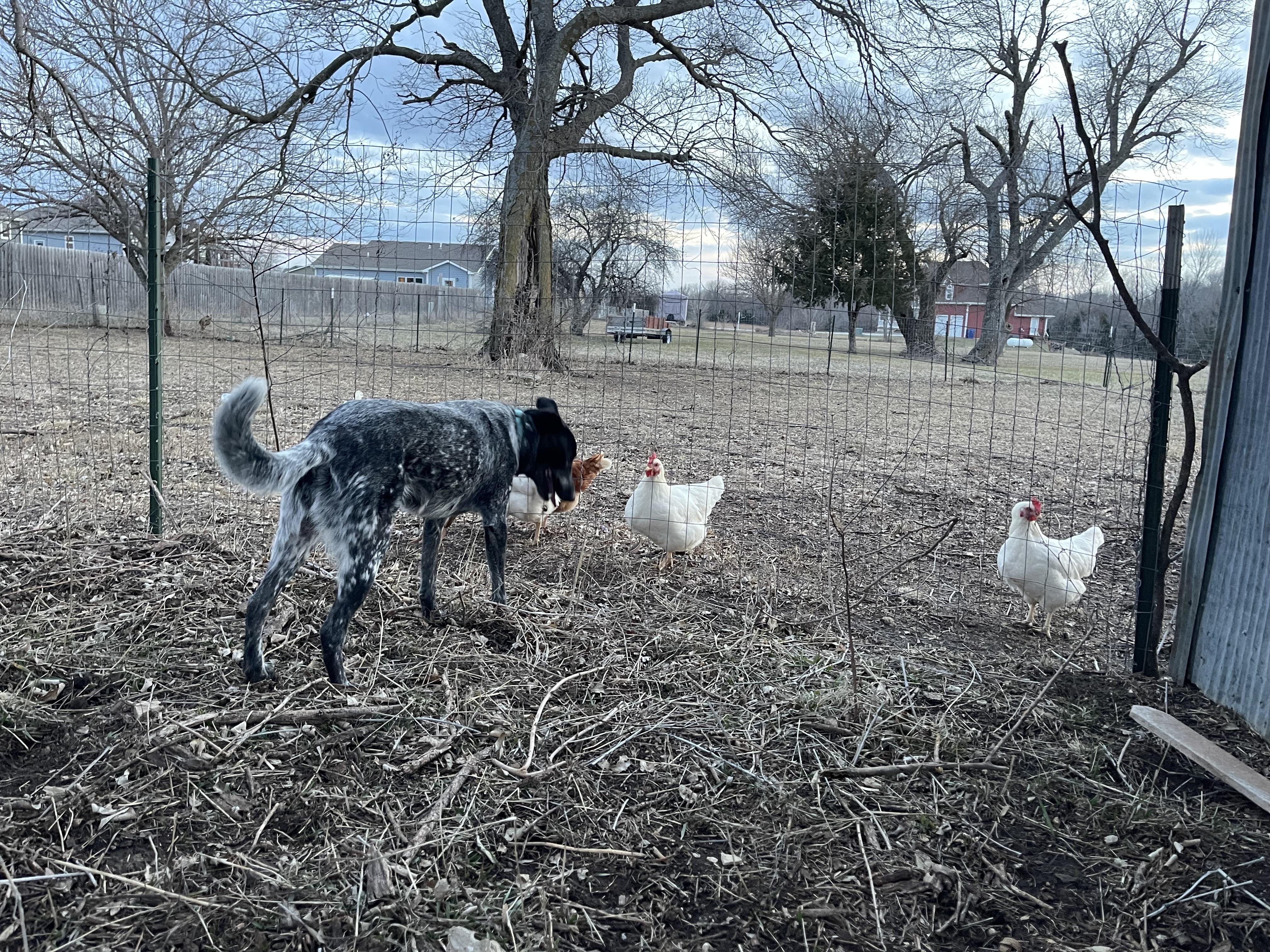 Enlarge Biscuit, a ADOPTABLE mixed breed in Manhattan, KS image 4/4