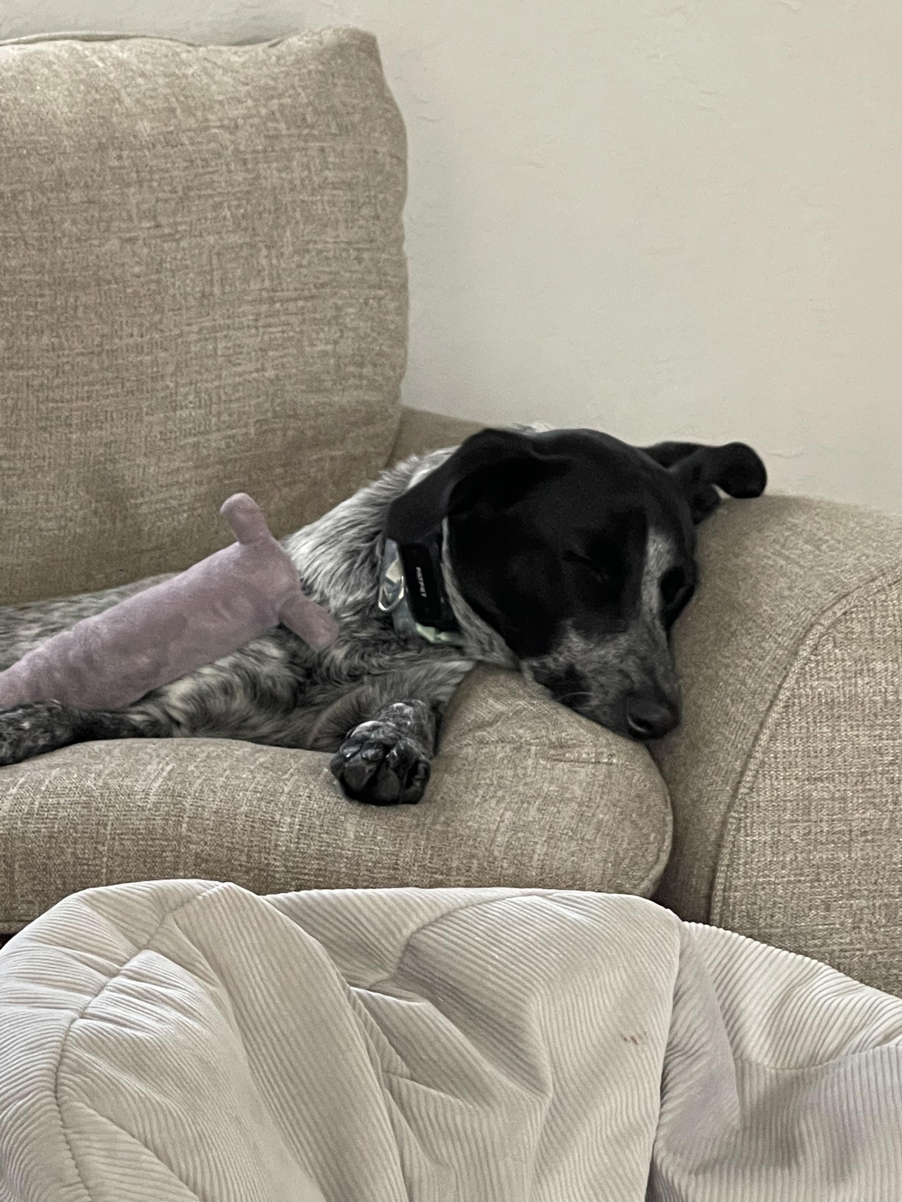 Enlarge Biscuit, a ADOPTABLE mixed breed in Manhattan, KS image 2/4