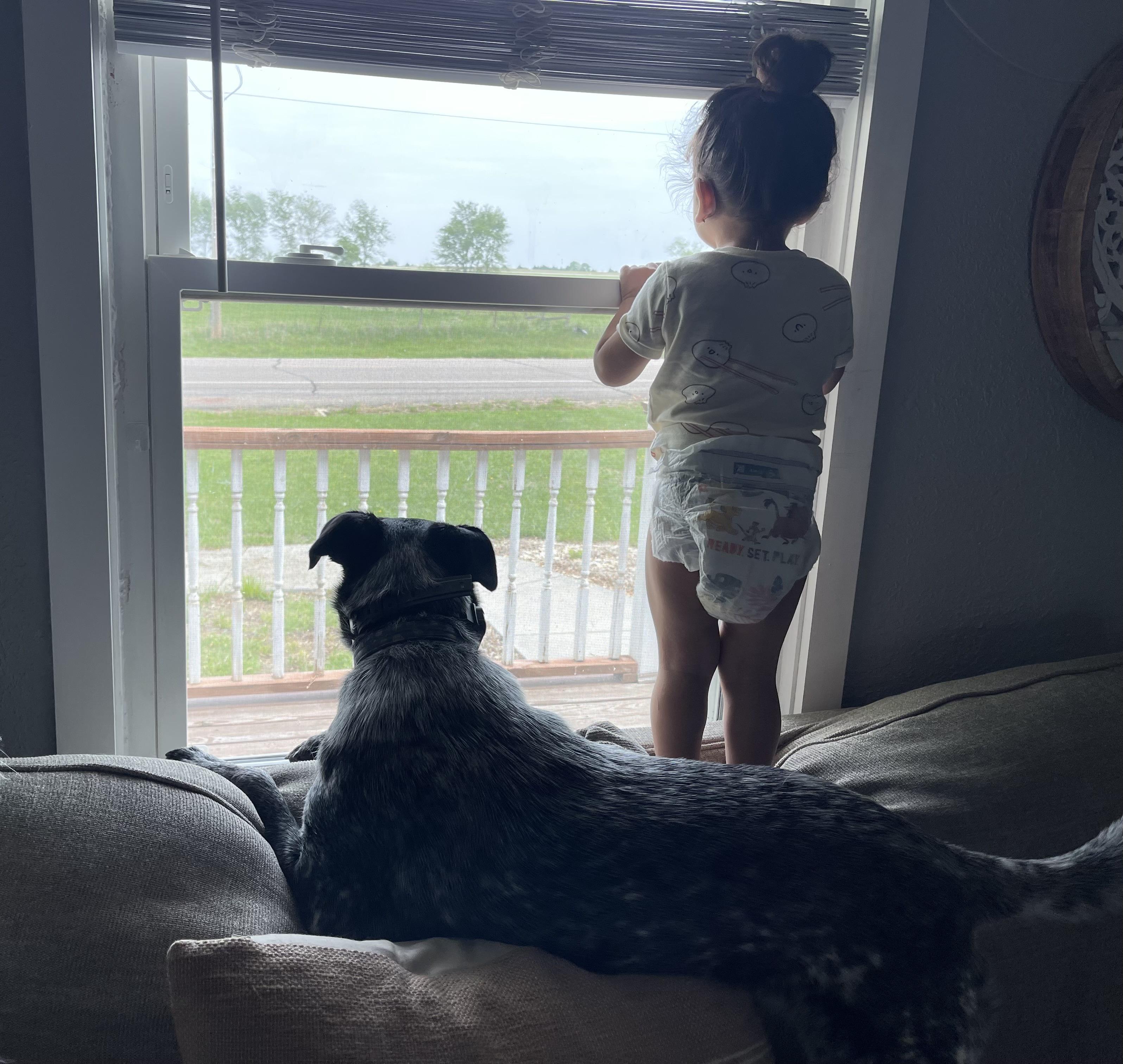 Enlarge Biscuit, a ADOPTABLE mixed breed in Manhattan, KS image 3/4