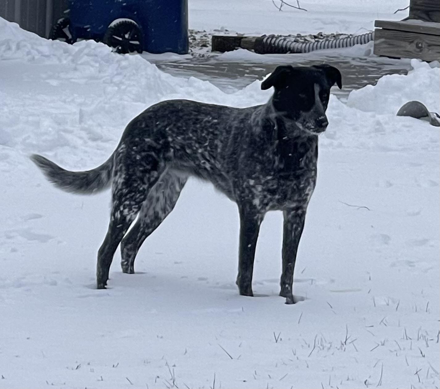 Biscuit, ADOPTABLE, Adult Female Australian Cattle Dog / Blue Heeler & Border Collie.