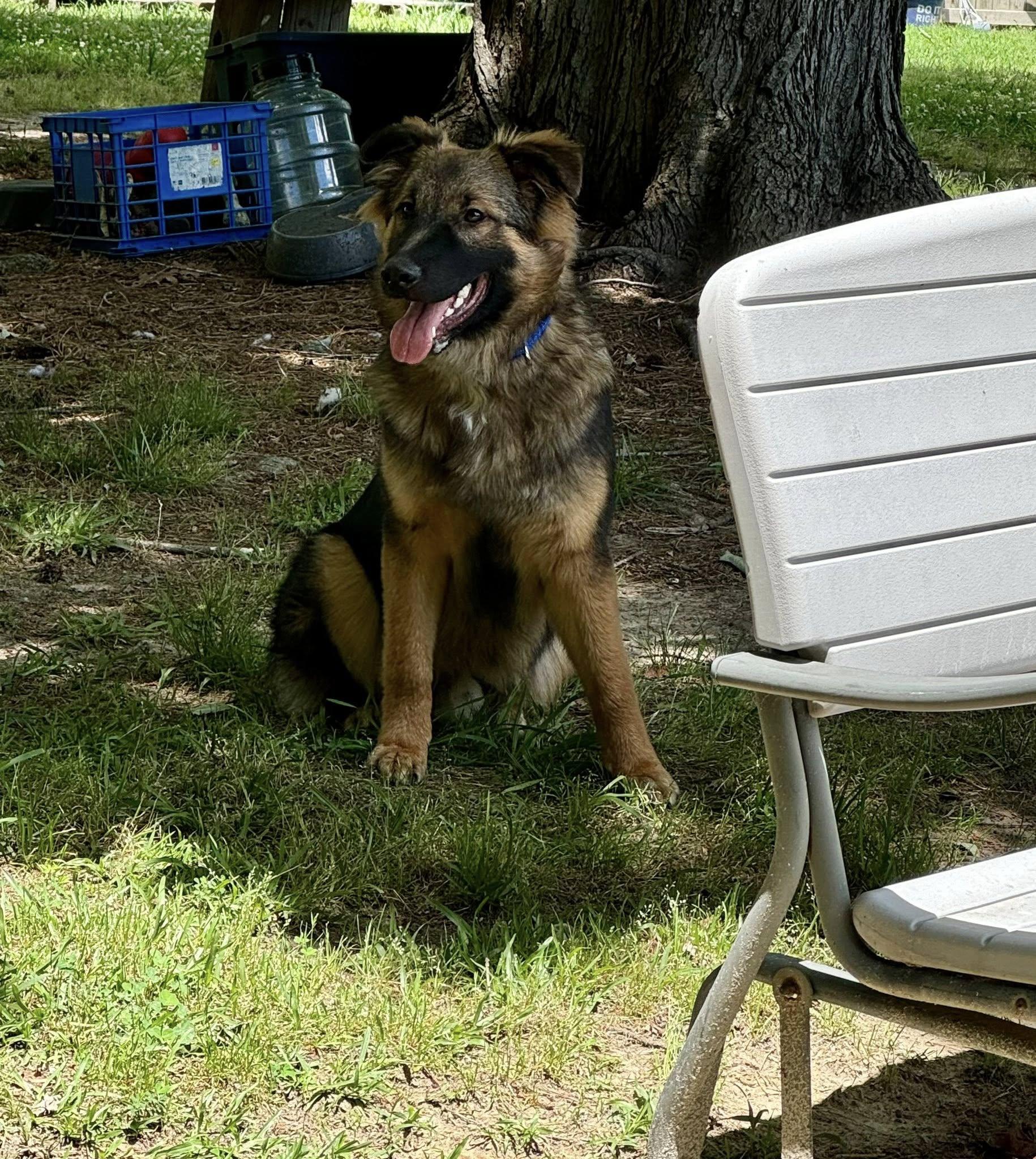 Enlarge Mischeif, a ADOPTABLE German Shepherd Dog in Yorktown, VA image 2/6
