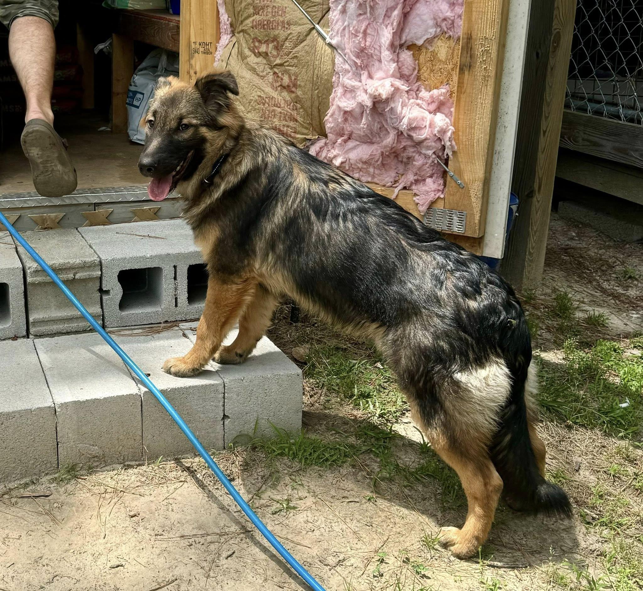 Enlarge Mischeif, a ADOPTABLE German Shepherd Dog in Yorktown, VA image 6/6