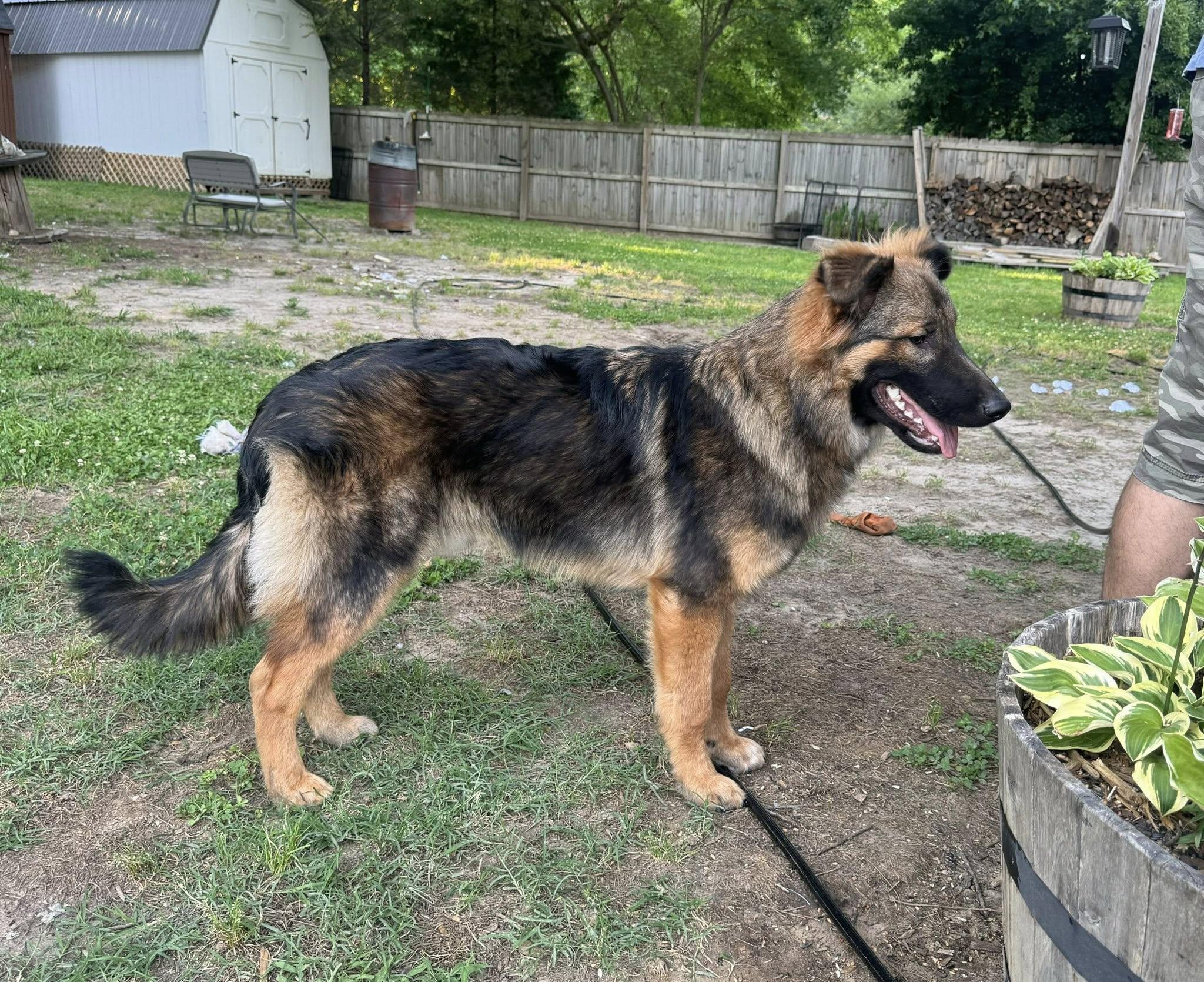 Mischeif, ADOPTABLE, Young Male German Shepherd Dog.