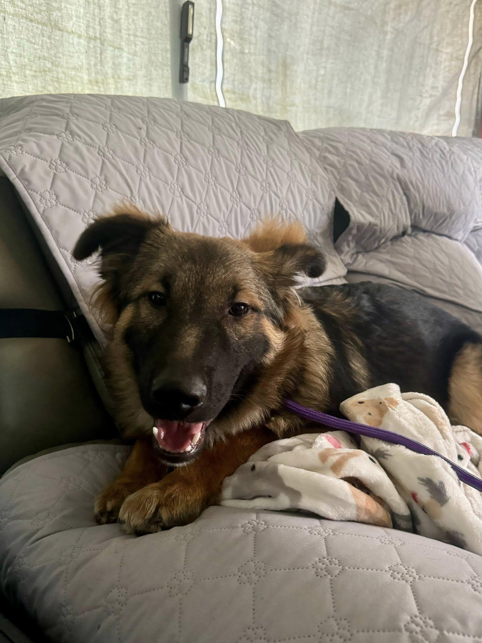 Enlarge Mischeif, a ADOPTABLE German Shepherd Dog in Yorktown, VA image 3/6