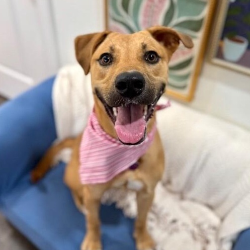 Bella Beauty Queen — thumbnail 2