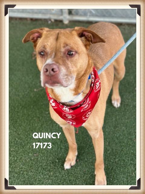 Enlarge QUINCY, a ADOPTABLE mixed breed in Marietta, GA image 2/5