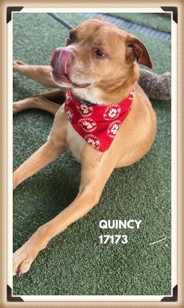 Enlarge QUINCY, a ADOPTABLE mixed breed in Marietta, GA image 5/5