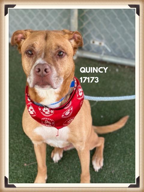 Enlarge QUINCY, a ADOPTABLE mixed breed in Marietta, GA image 4/5