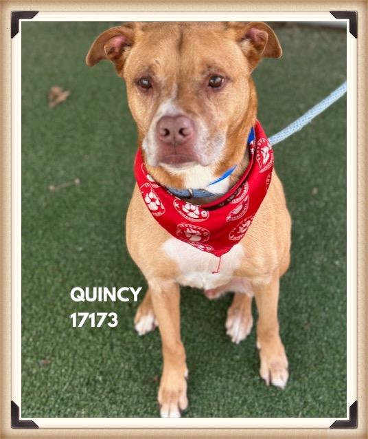 Enlarge QUINCY, a ADOPTABLE mixed breed in Marietta, GA image 1/5
