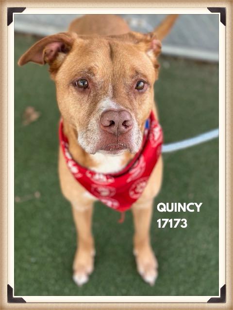 Enlarge QUINCY, a ADOPTABLE mixed breed in Marietta, GA image 3/5
