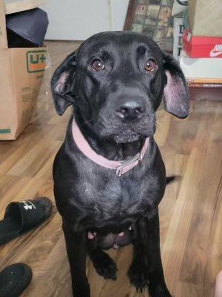 Harley, Adoptable, Adult Female Black Labrador Retriever.