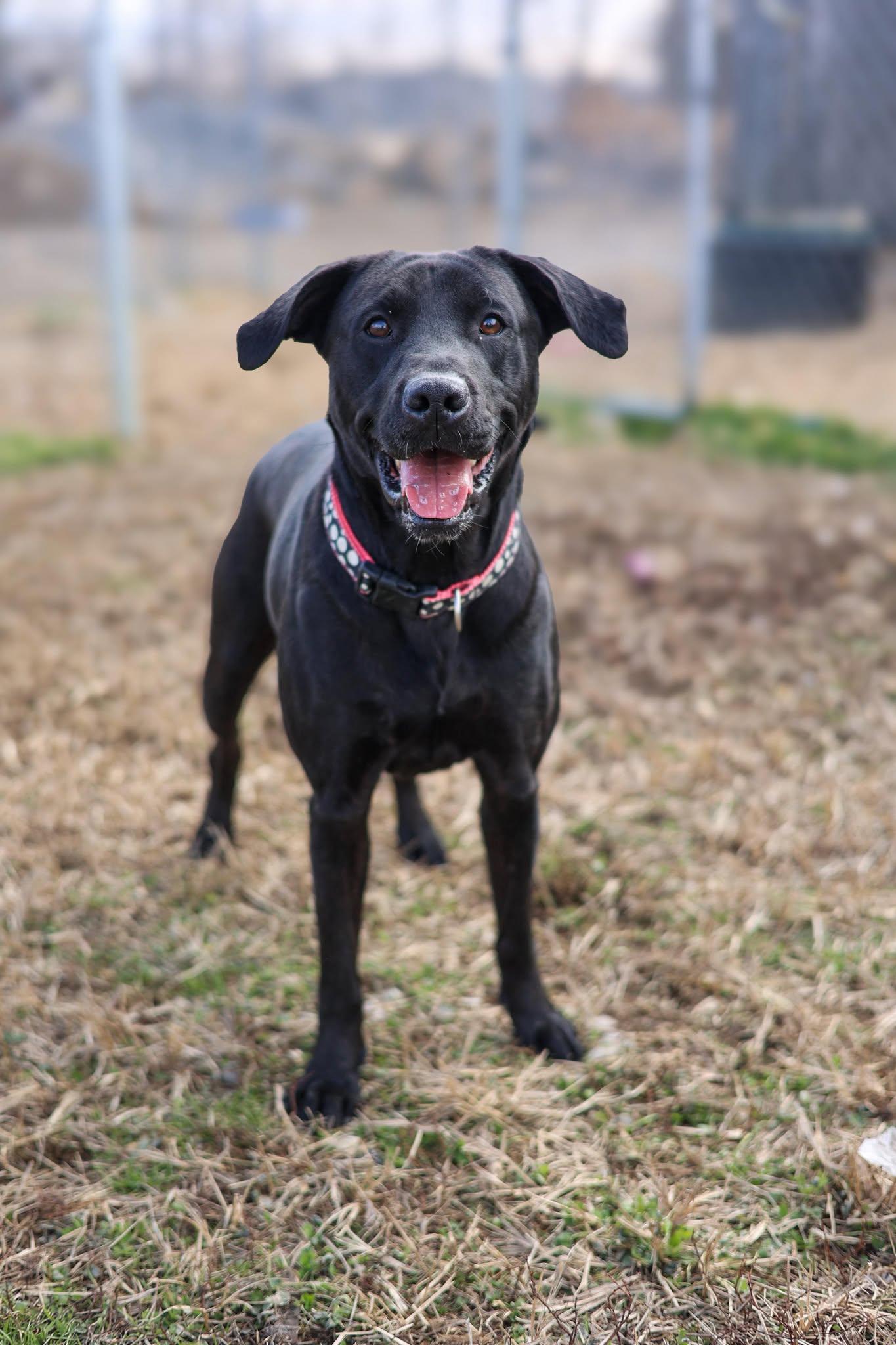 Harley, Adoptable, Adult Female Black Labrador Retriever.